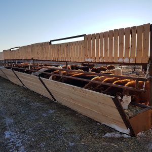 cows eating from a wooden wind break with attached feeder